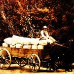 sized wagon