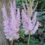 astilbe signed purple