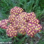 yarrow red and yellow
