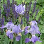 Irises