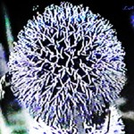 Globe Thistle