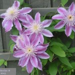 Clematis series 1