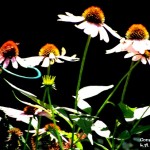 Cone flowers signed 2013