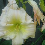 Day Lily 2010