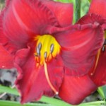 Red Lily Series 2011 # 2