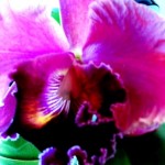 orchid # 2