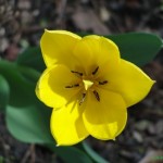 yellow tulip signed