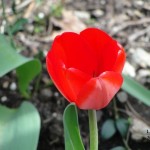 Leila's Tulips 4