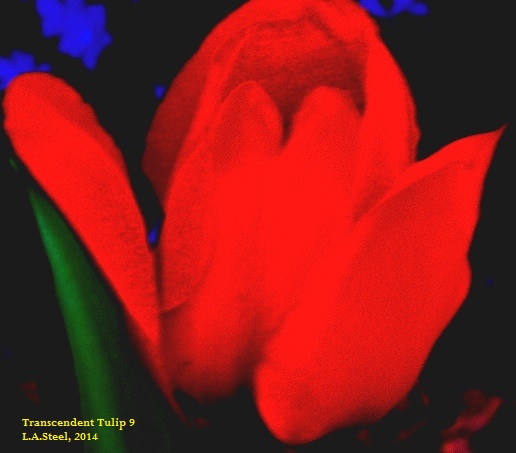 Transcendent Tulip #3