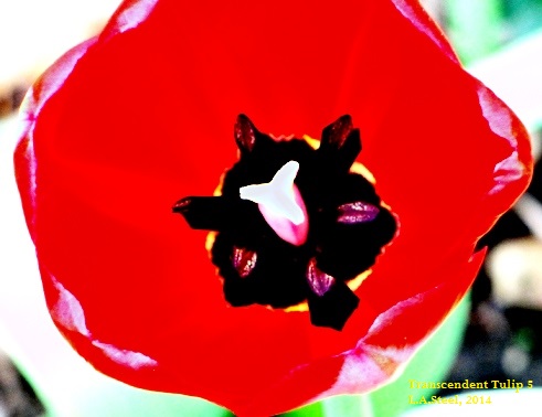 Transcendent Tulip #5