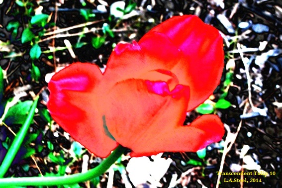 Transcendent Tulip #8