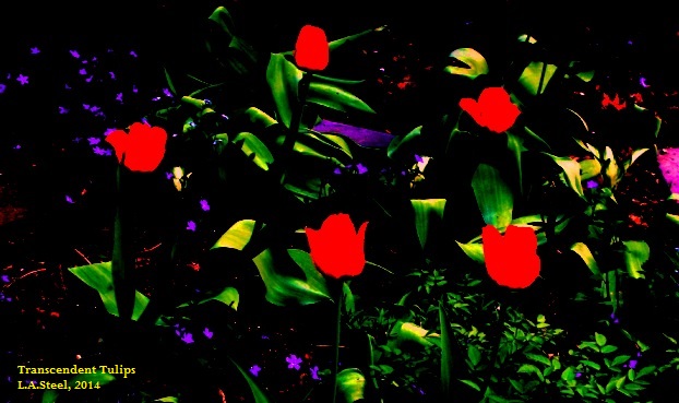 Transcendent Tulips #2