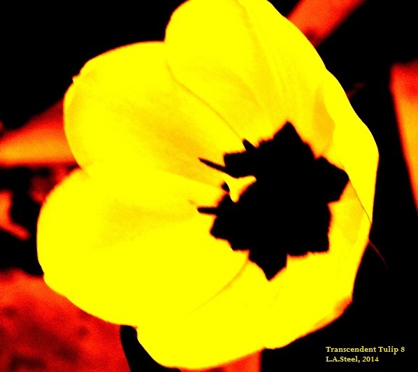 Transcendent Tulip #8 signed