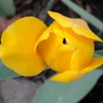 Yellow Tulip,2104