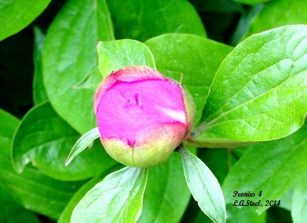 pink peonies 5