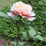 September rose 4