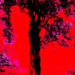 black red tree