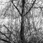 b&w tree