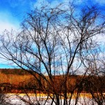 chemtrails and trees