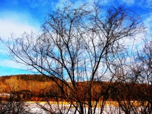 chemtrails and trees