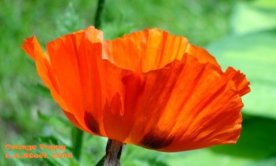 orange poppy 5