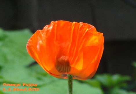 orange poppy 7