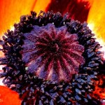 orange poppy series 1