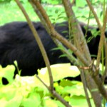 MY BACKYARD BLACK BEAR