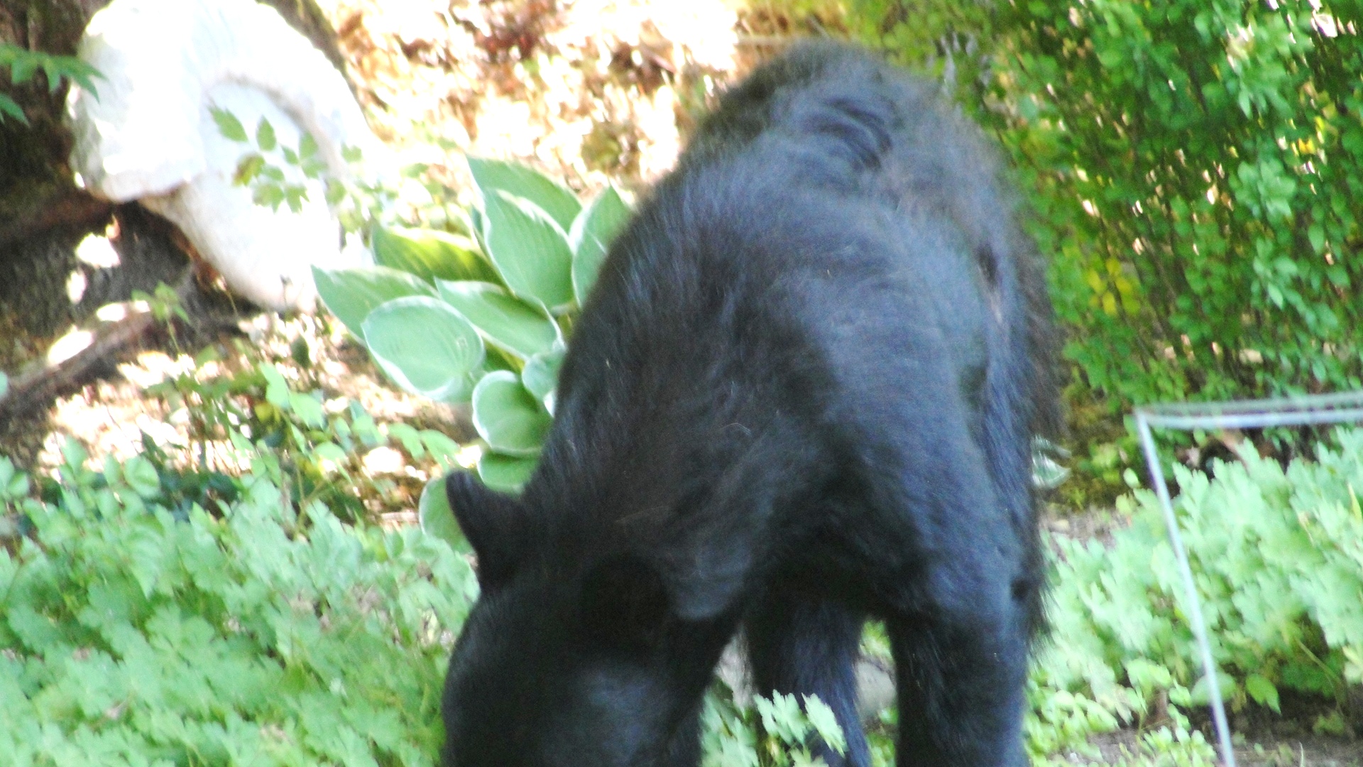 MY BACKYARD BLACK BEAR. 2