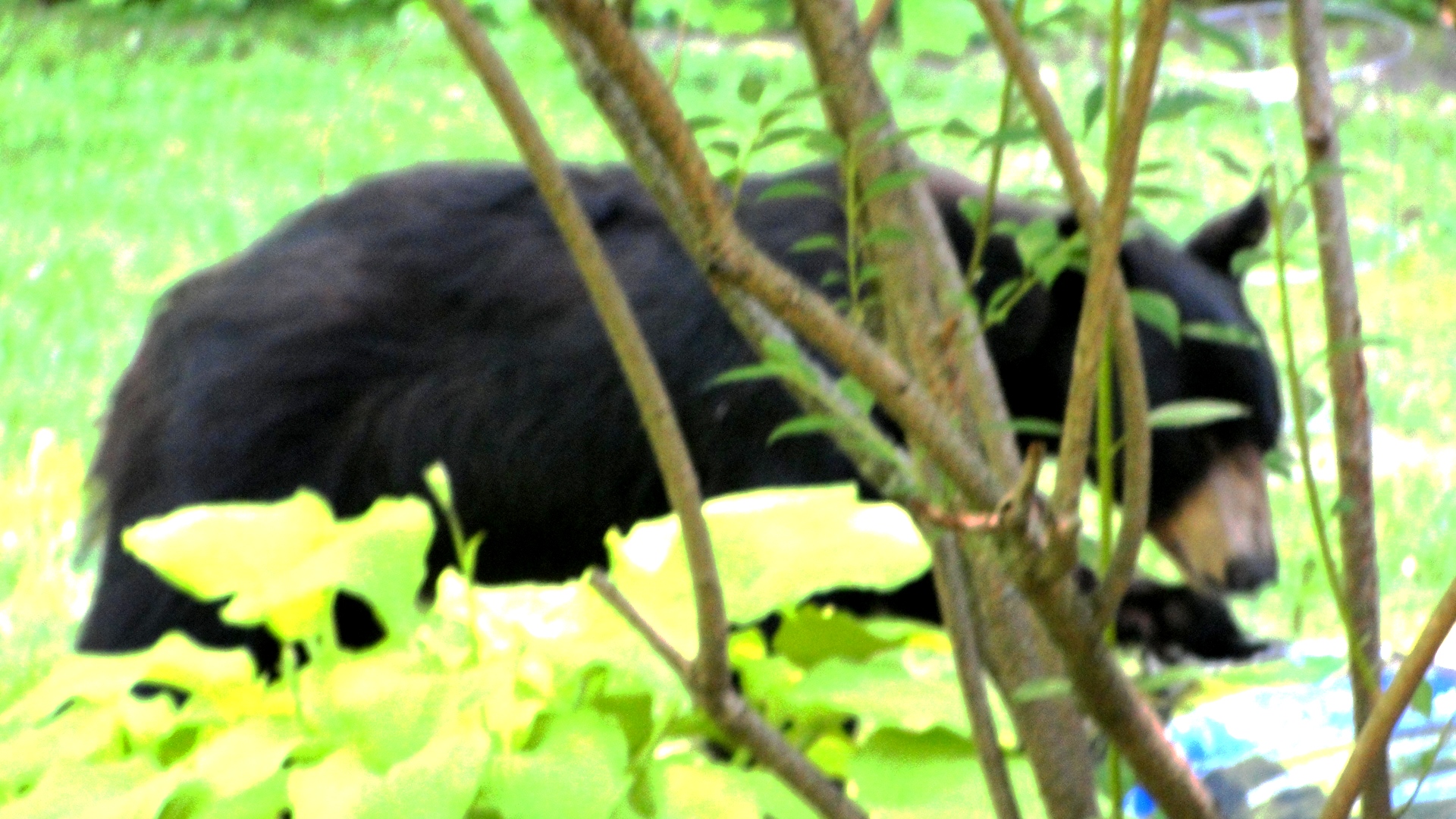 MY BACKYARD BLACK BEAR