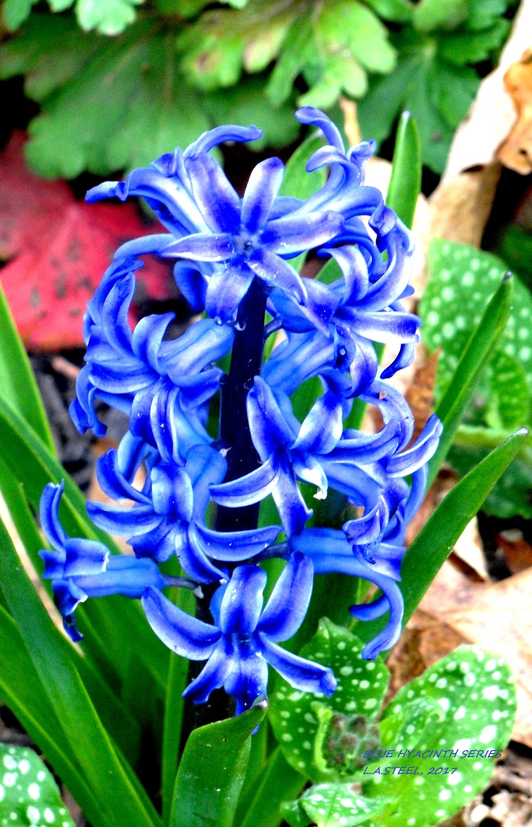 blue hyacinth 6 2017