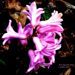 pink hyacinth 6 2017