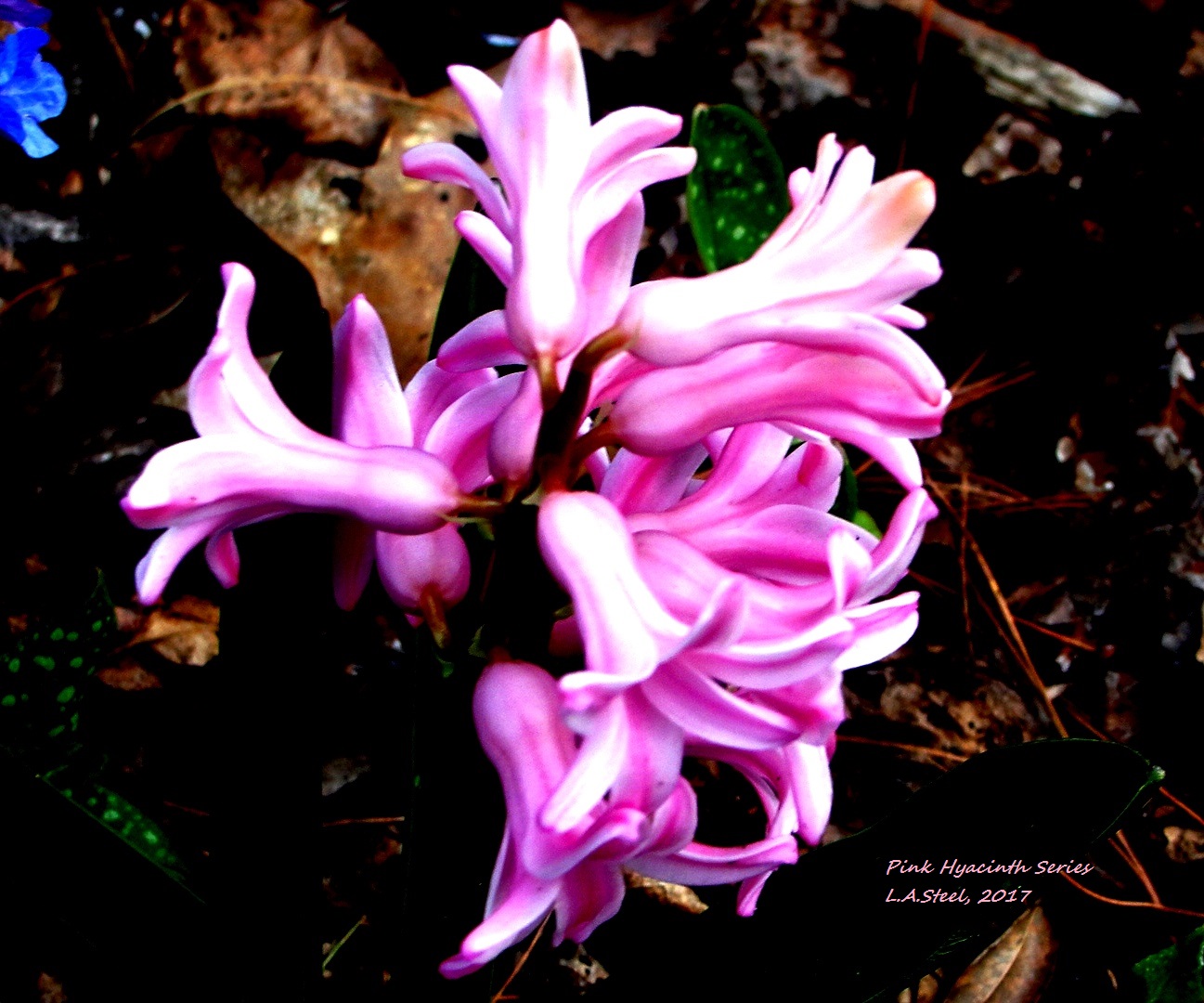 pink hyacinth 6 2017