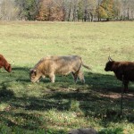 grazing cattle series 1 2017