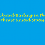backyard birding in the U.S title page